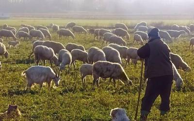 Zein da 'artesnie' Azkoitiko hitzaren esanahia?