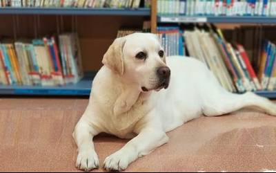 Liburuen artean txakurrekin irakurtzen