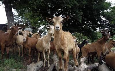 Zubietako Bioleta inguruan dauden ahuntzak biltzeko bi asteko epea eman du udalak