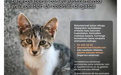 Udalak eta Amukatu elkarteak hitzaldi bat eskainiko dute katu kolonien kudeaketarako pertsona bolondresak bilatzeko