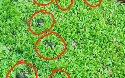 Kejie ta desditxie: "Zortzi kaka mokordo etxeko leiho azpian"