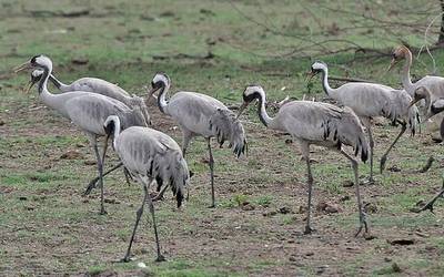 Kurriloa (Grus grus)