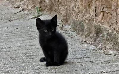 Animalien gaineko ordenantzak "ilegaltzat" jo dituzte