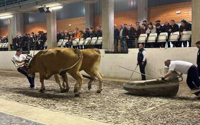 Ipiñarrietaren idiak nagusi, Lopategiren aurkako apustuan