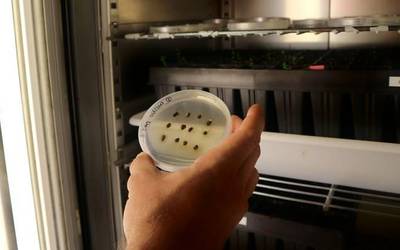 Ehun zuhaitz barietate banatuko dituzte Abetxukun