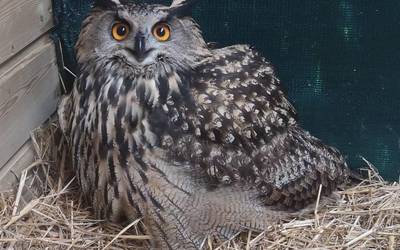 20.000 animalia baino gehiago igaro dira Martiodatik