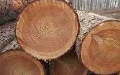 Eskualdean egur loteak markatzen izan dira mendizainak