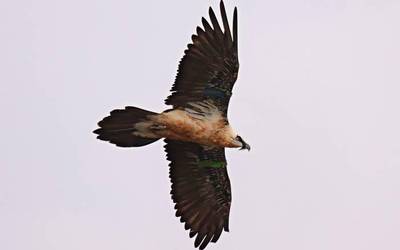 Ugatza (Gypaetus barbatus)