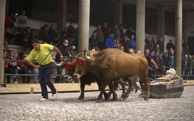 Idi probak izango dira Aian datorren astean
