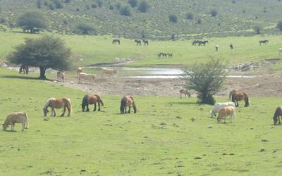 Hamalau abeltzainen aziendak ezinen du natur parkean larratu