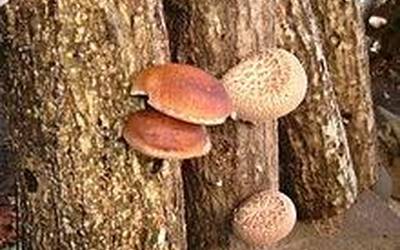 Arrakastatsua izan da Shiitake onddoen ekoizpenari buruzko tailerra