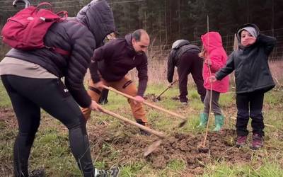 Bereziki haritzak sartu dituzte gaur, zuhaitz landaketan