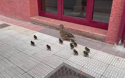 Ahate familia batek zirrara sortu du arrasatearren artean