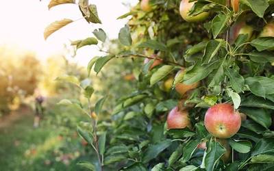 Fruitikultura ekologikorako hastapen ikastaroa eginen dute apirilaren 9an Donezteben
