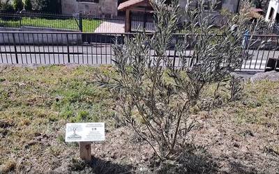 Olibondoa, Etxarrik Palestinarekin bat egiten duela adierazteko