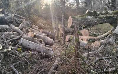 Lanak natur parkea