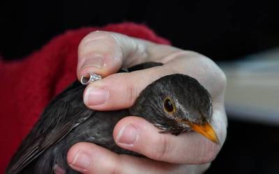 Txorien eraztunketa, aste honetako ALEAn