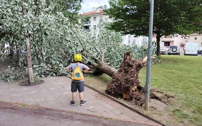 Zuhaitz bat bota du haizeak Aretxabaletan