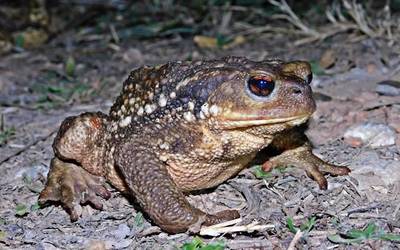 Anfibioak, 'Eztena eta badena' atalean