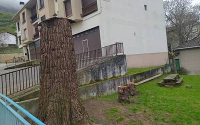 Arriskuagatik parkeko lau zuhaitz moztuta
