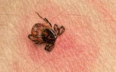 Kaparren inguruko aholkuen gida zabaldu du Lesakako Osasun Zentroak