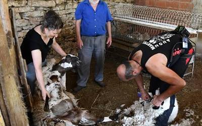 Neguko berokia erantzi diote artaldeari