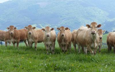 Mingain urdineko foku bat atzeman dute Arrasateko abere-ustiategi batean