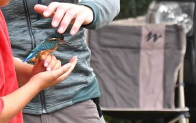 Udalekuetan hegaztiei so