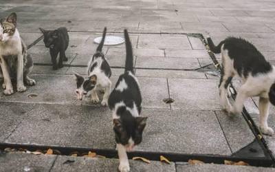 Boluntario talde bat osatu dute Orozkoko katu koloniak kudeatzeko