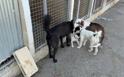 Elurra txakurtegia beteta dago abuztuan