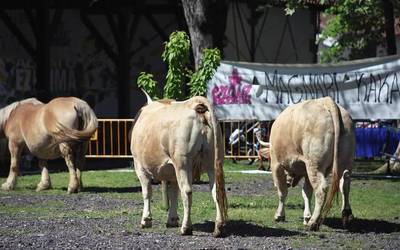 Erdiz Bizirik Eguna eta Magnari Kaka zozketa abuztuaren 30ean Elizondon