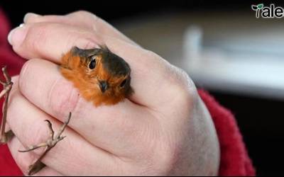 Zeruko zaindarien zelatan