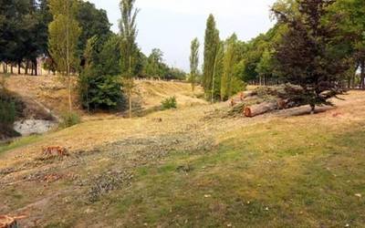 Iruñeko Udalak gerarazi ditu Nafarroako Unibertsitatean 174 zuhaitz mozteko lanak