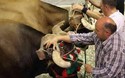 Sei probazaleren idiak lehiatuko dira XV. Andremari idi dema sarian