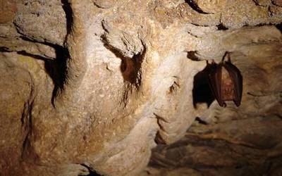 Gauenarei buruz Saran egitekoa den gaualdi bereziko sarrerak agortu dira