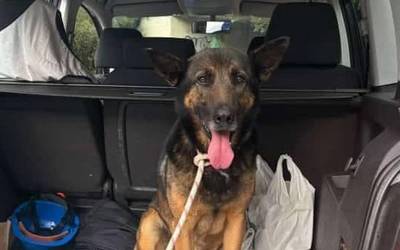 Galdutako txakur bat topatu dute Gardean