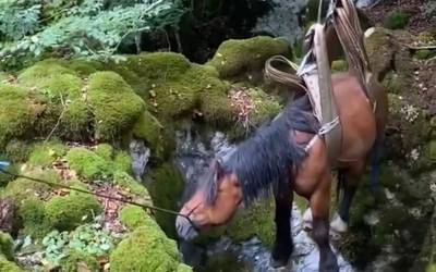 Zulo batera erori den zaldi bat atera dute ertzainek Urbian