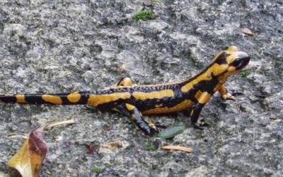 Ungino, anfibioentzat aterpe