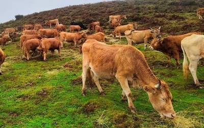 Bertako azienda arrazen Autentika azoka eginen dute Iruñean irailaren 5etik 7ra