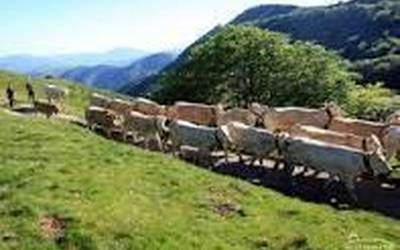 Erdiz, bazkaleku garrantzitsua baztandar abeltzainendako