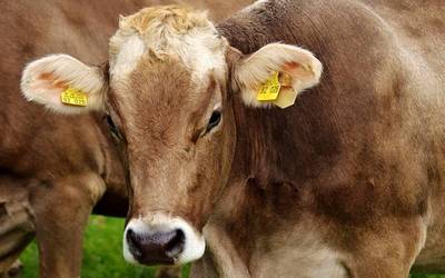 Mingain urdinaren kasu bat atzeman dute Orion