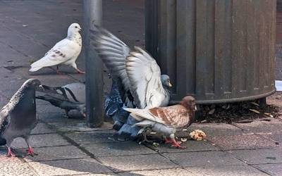 Usoei arrautzak kendu eta gezurrezkoak jarriko dizkiete