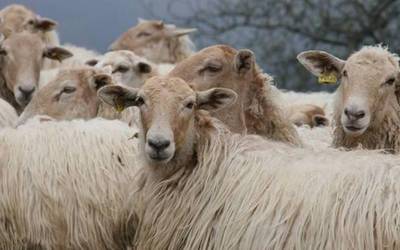 Eskualdeko artzainen lana sariturik Uharte Arakilen