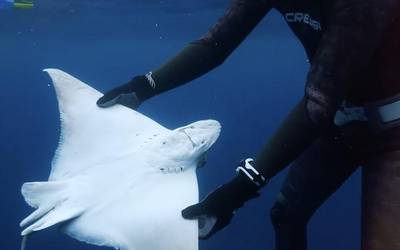 Itsapeko zinemaren nazioarteko zikloa Oñatira heldu da