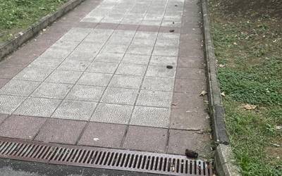 Kaka ilara lurrean lagata