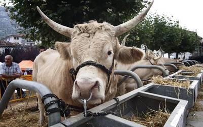Irurtzun eta Arakilgo XII. Bertako Ganadu Azoka