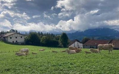 Baserritarrak estu, txahalkia galtzear