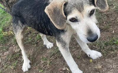 Amurrion agertutako txakur baten jabearen bila ari dira