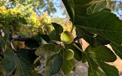 Hodeitsu, goizean baino ez