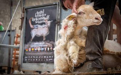 Munduko ardi moztailerik onenak, Abadiñon